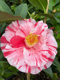 Tri Color Camellia Japonica Live Bareroot Plant – Variegated Pink White Red Blooms, Evergreen Shrub for Garden, Border, or Container