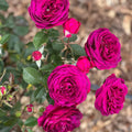 Super Rare Celestial Night Rose Cuttings – Unrooted Deep Purple Rosa ‘Celestial Night’ for Grafting & Propagation