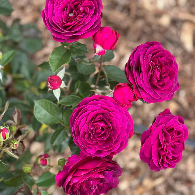 Super Rare Celestial Night Rose Cuttings – Unrooted Deep Purple Rosa ‘Celestial Night’ for Grafting & Propagation