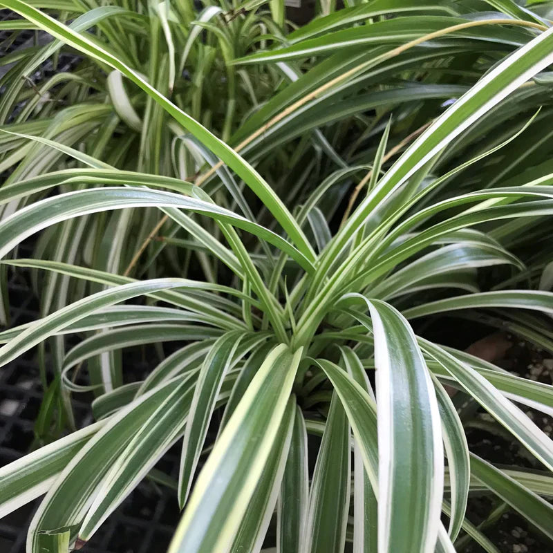Spider Plant Cuttings – Reverse Variegated Chlorophytum comosum – Live Houseplant Stems for Hanging Baskets & Indoor Decor