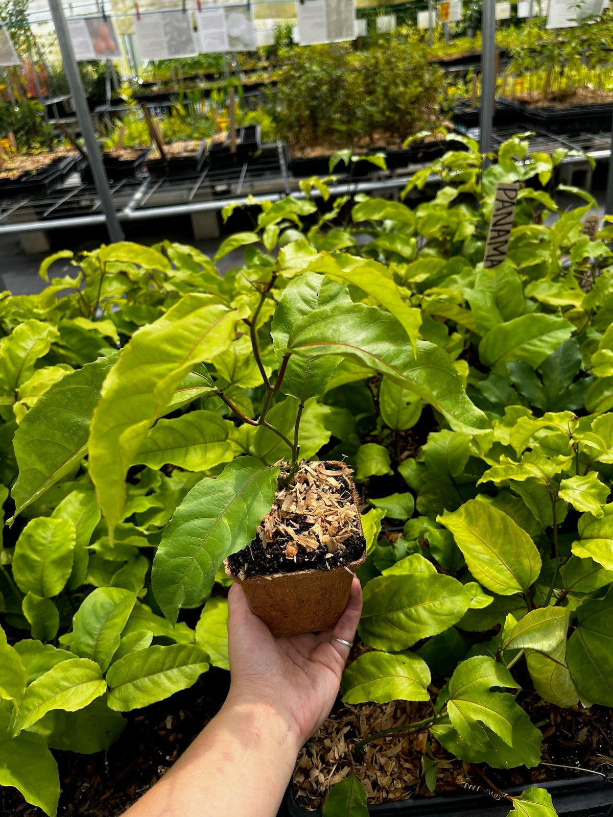 Passion Fruit 'Panama Red' (Passiflora edulis)