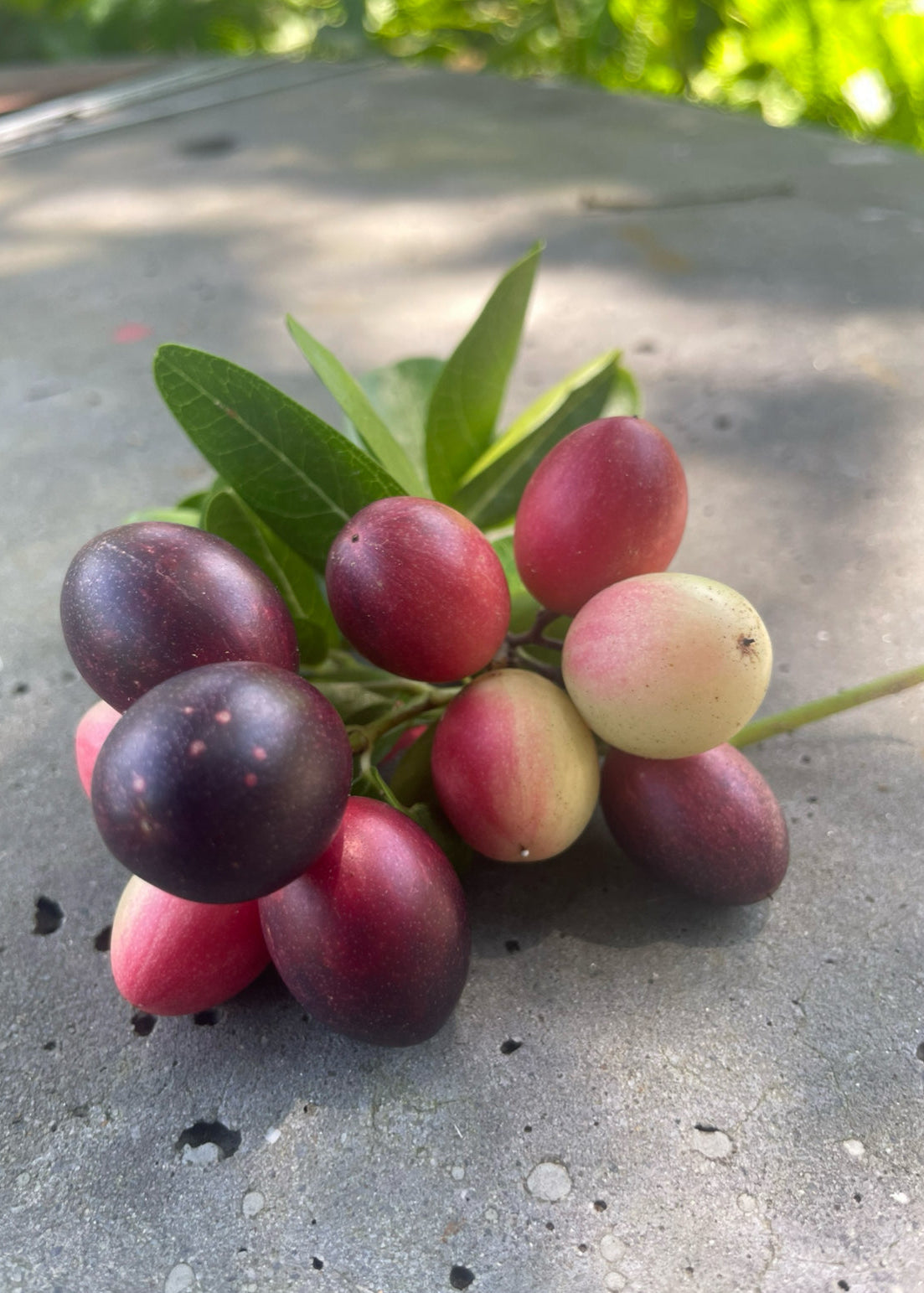 Karanda, Bengal Currant (Carissa carandas)