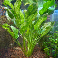 Live Marble Queen Sword Aquatic Plant | Bareroot Echinodorus cordifolius var. marble queen for freshwater aquariums