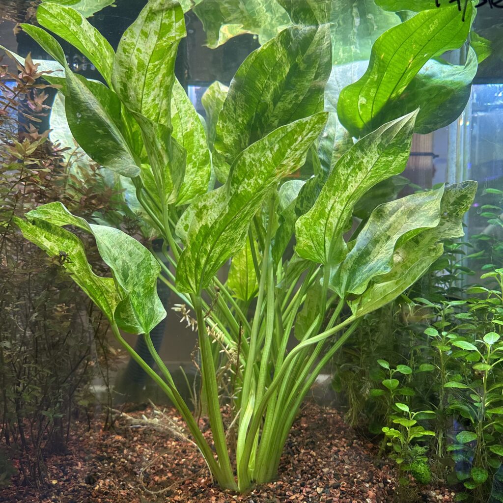 Live Marble Queen Sword Aquatic Plant | Bareroot Echinodorus cordifolius var. marble queen for freshwater aquariums