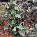 Purple Tree Collard Cutting – Unrooted Perennial Kale, Edible Leafy Green, Heirloom Brassica oleracea for Garden and Food Forest