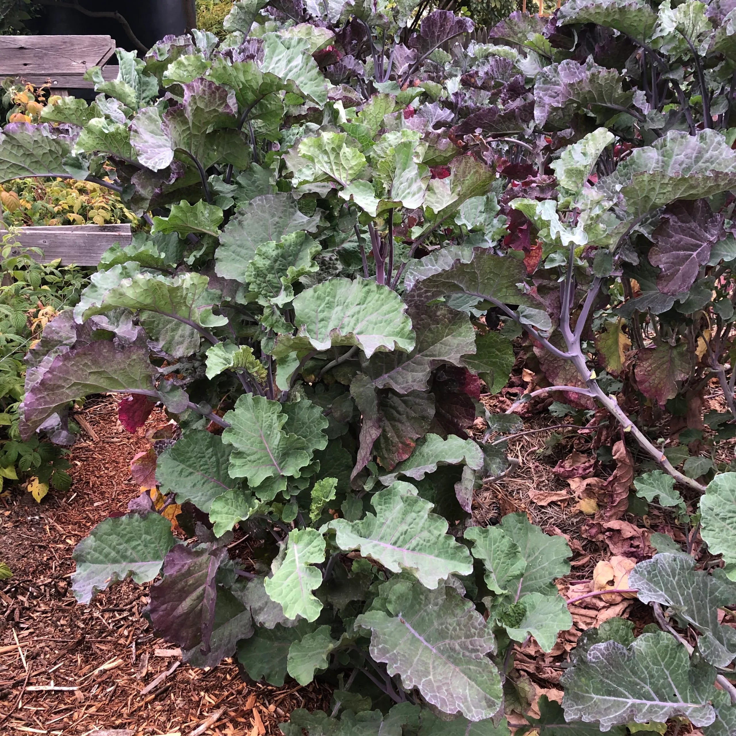Purple Tree Collard Cutting – Unrooted Perennial Kale, Edible Leafy Green, Heirloom Brassica oleracea for Garden and Food Forest