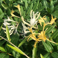 Japanese Honeysuckle Live Plants with Roots – Lonicera japonica Vine, Fragrant White & Yellow Flowers, Fast-Growing Ground Cover & Trellis