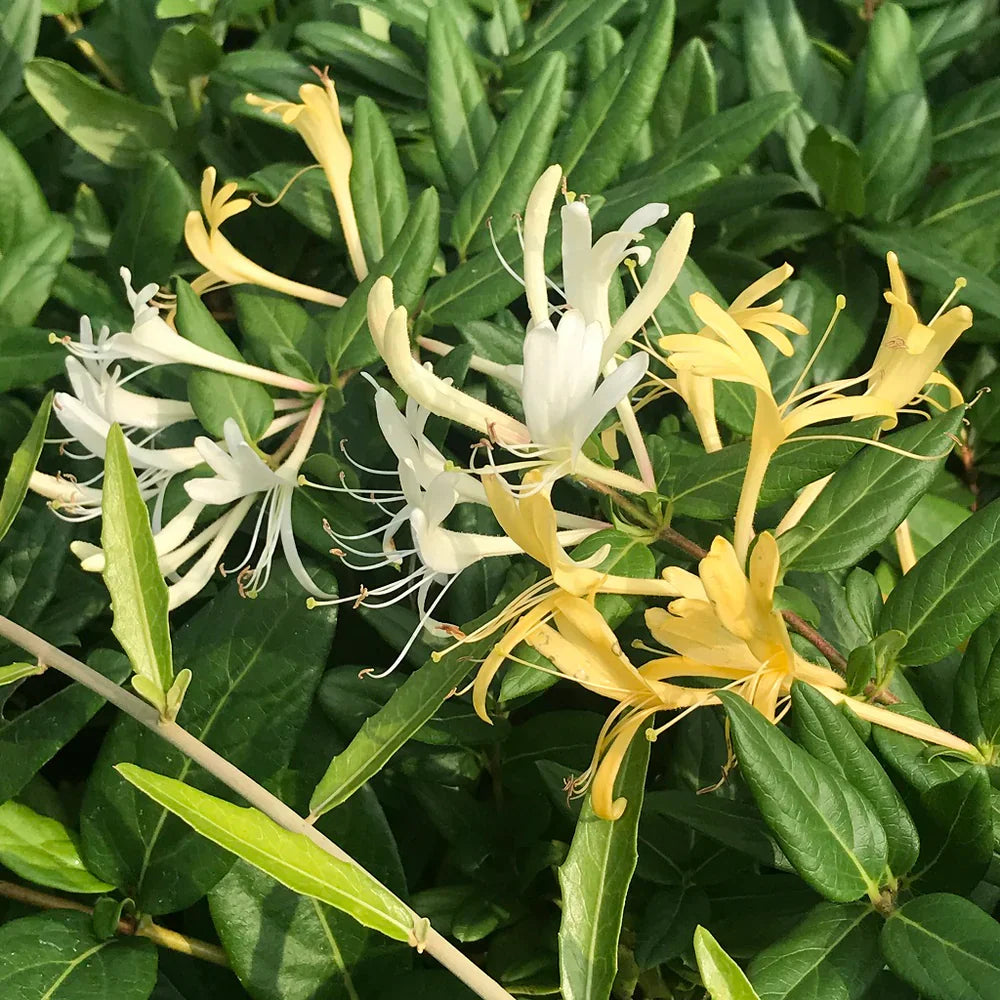 Japanese Honeysuckle Live Plants with Roots – Lonicera japonica Vine, Fragrant White & Yellow Flowers, Fast-Growing Ground Cover & Trellis