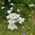 Achillea millefolium occidentalis Seeds – Western Yarrow Wildflower, Pollinator-Friendly, Non-GMO Perennial Seeds, 500 Pack