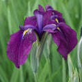 Live Japanese Iris Kaempferi Variegata | Variegated Hardy Aquatic Pond Plant | Bareroot Water Garden Flower