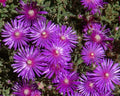 Creeping Ice Plant Cuttings | Purple Pink Ground Cover | Drought-Tolerant Succulent | Delosperma/Mesembryanthemum
