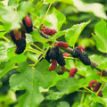 Illinois Everbearing Mulberry Live Plant | 1 Starter Tree | Sweet Berries | Cold-Hardy, Drought-Tolerant Fruit Tree | USDA Zones 4-9