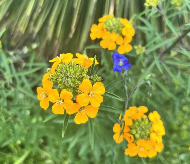 Erysimum capitatum Seeds – Western Wallflower Wildflower, 100 Non-GMO Perennial Seeds for Native Pollinator Gardens