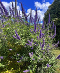Vitex agnus-castus Cuttings – 10 Unrooted Blue Flowering Shrub for Garden, Landscape, or Ornamental Use