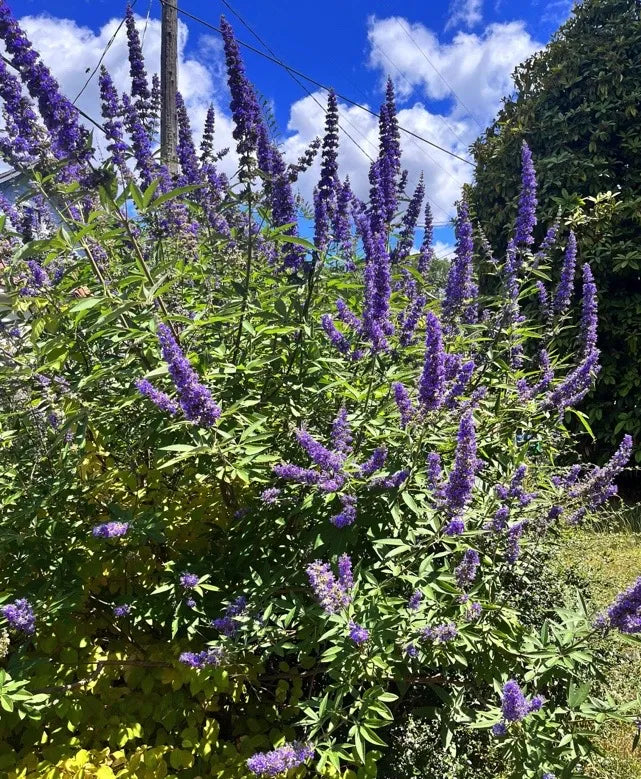 Vitex agnus-castus Cuttings – 10 Unrooted Blue Flowering Shrub for Garden, Landscape, or Ornamental Use