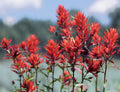 Castilleja linariifolia Seeds 300 Wyoming Indian Paintbrush Native Wildflower Pollinator Plant