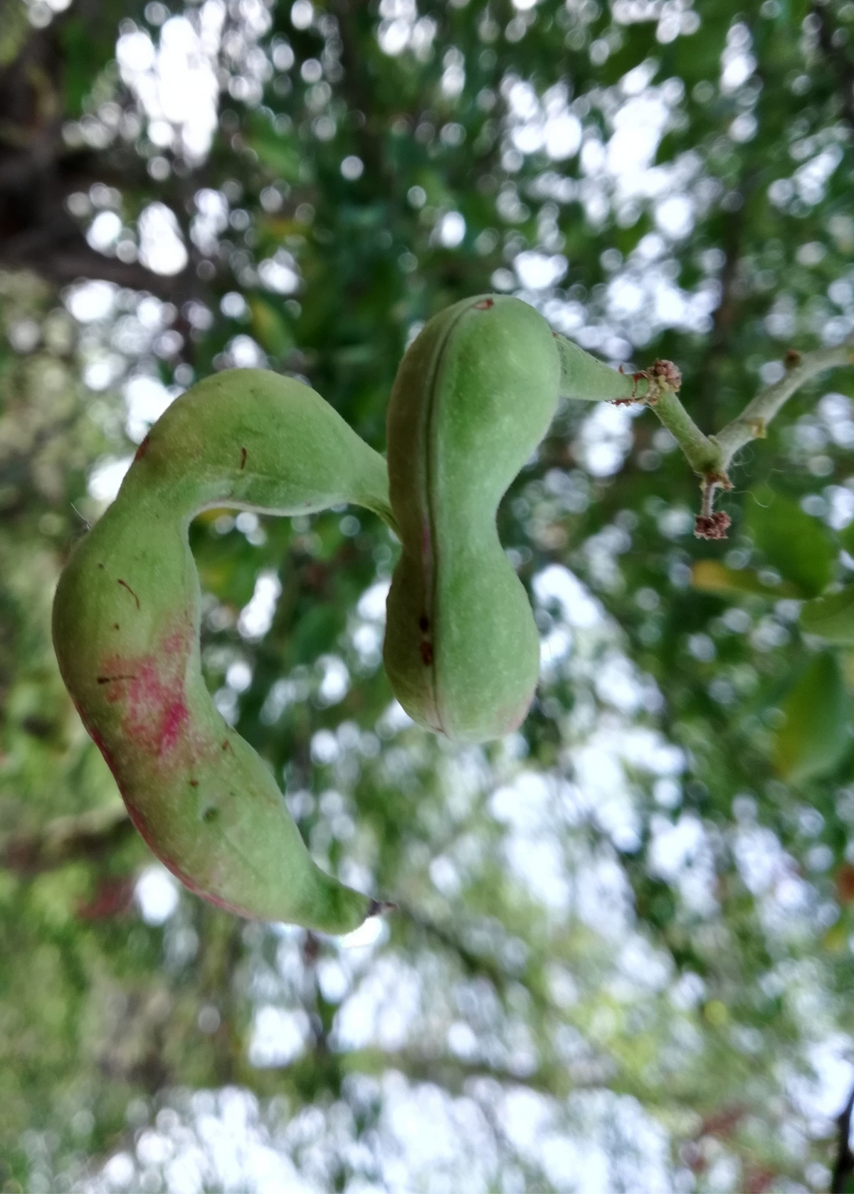 Inga Acu (Inga cinnamomea)