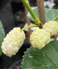 White Mulberry Trees (Morus alba) Bareroot 1-2ft, Fast Growing Edible Fruit Trees, Hardy Shade Plants