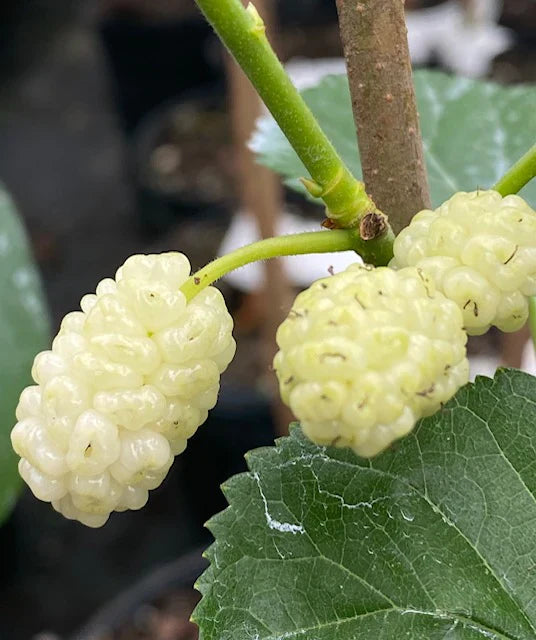 White Mulberry Trees (Morus alba) Bareroot 1-2ft, Fast Growing Edible Fruit Trees, Hardy Shade Plants