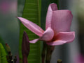 Purple Plumeria Live Plant Rooted from Seed in 3-Inch Pot, Fragrant Tropical Tree, Rare Purple Blooms, Frangipani, Drought-Tolerant