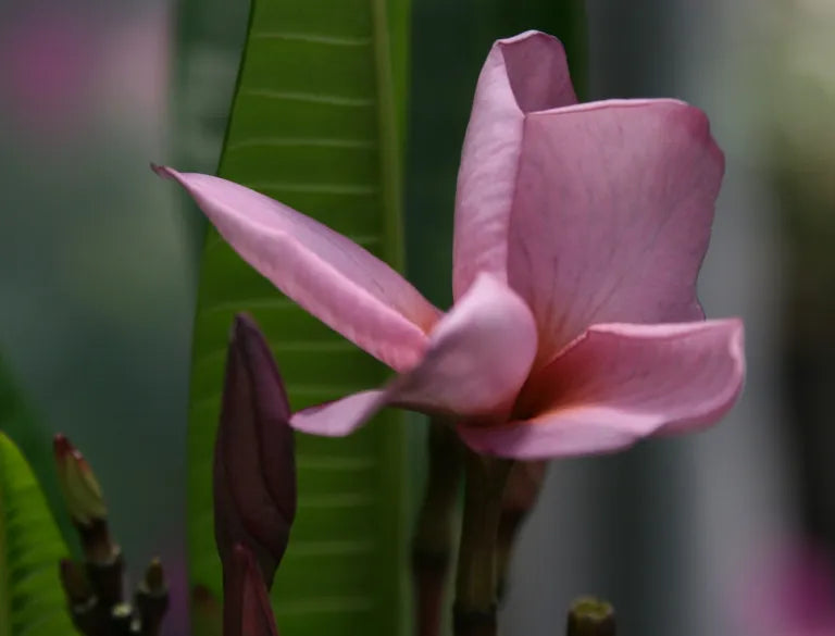 Purple Plumeria Live Plant Rooted from Seed in 3-Inch Pot, Fragrant Tropical Tree, Rare Purple Blooms, Frangipani, Drought-Tolerant