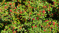 6 Organic Japanese Barberry Bush Cuttings – Berberis thunbergii with Edible Berries, Hardy Shrubs
