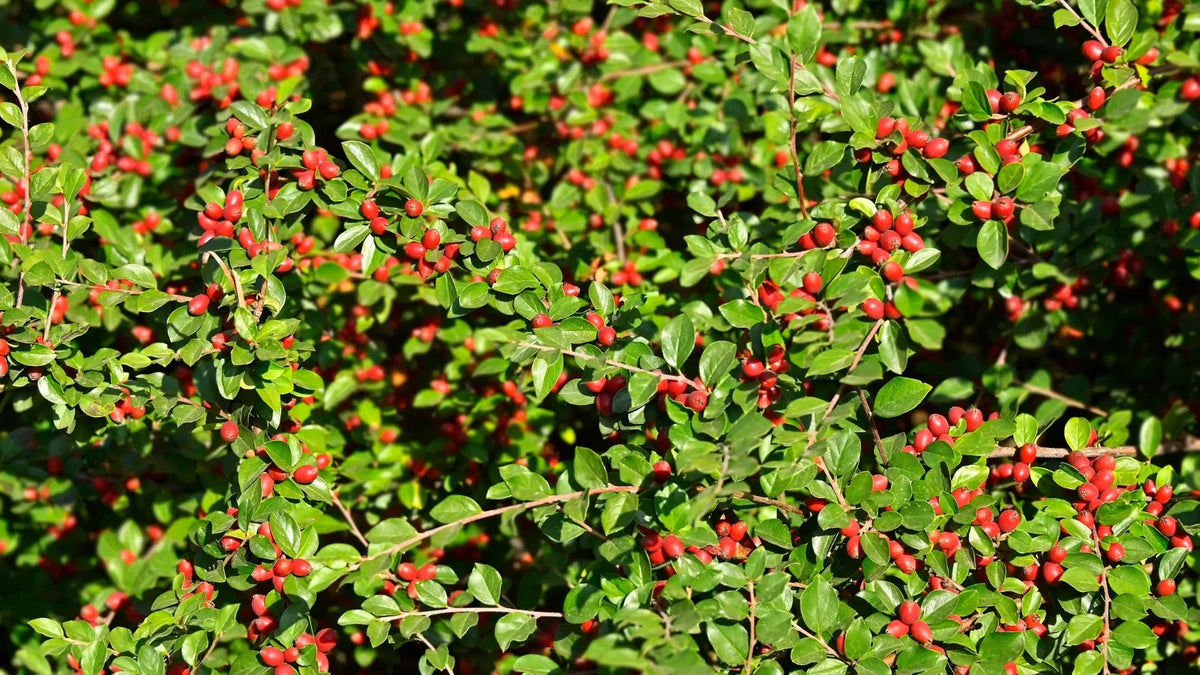 6 Organic Japanese Barberry Bush Cuttings – Berberis thunbergii with Edible Berries, Hardy Shrubs