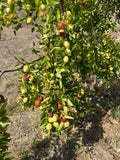 Jujube Tree Cuttings Unrooted 5pcs Chinese Date Ziziphus jujuba Live Fruit Tree Propagation Edible Hardy