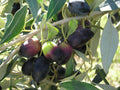 Kalamata Olive Tree Cutting 6-8 Inches Unrooted Propagation Greek Olea europaea