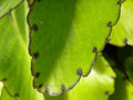 Live Kalanchoe pinnata Plant – 2" Organic Starter Leaf of Life, Miracle Leaf, Wonder of the World for Healing & Indoor Garden