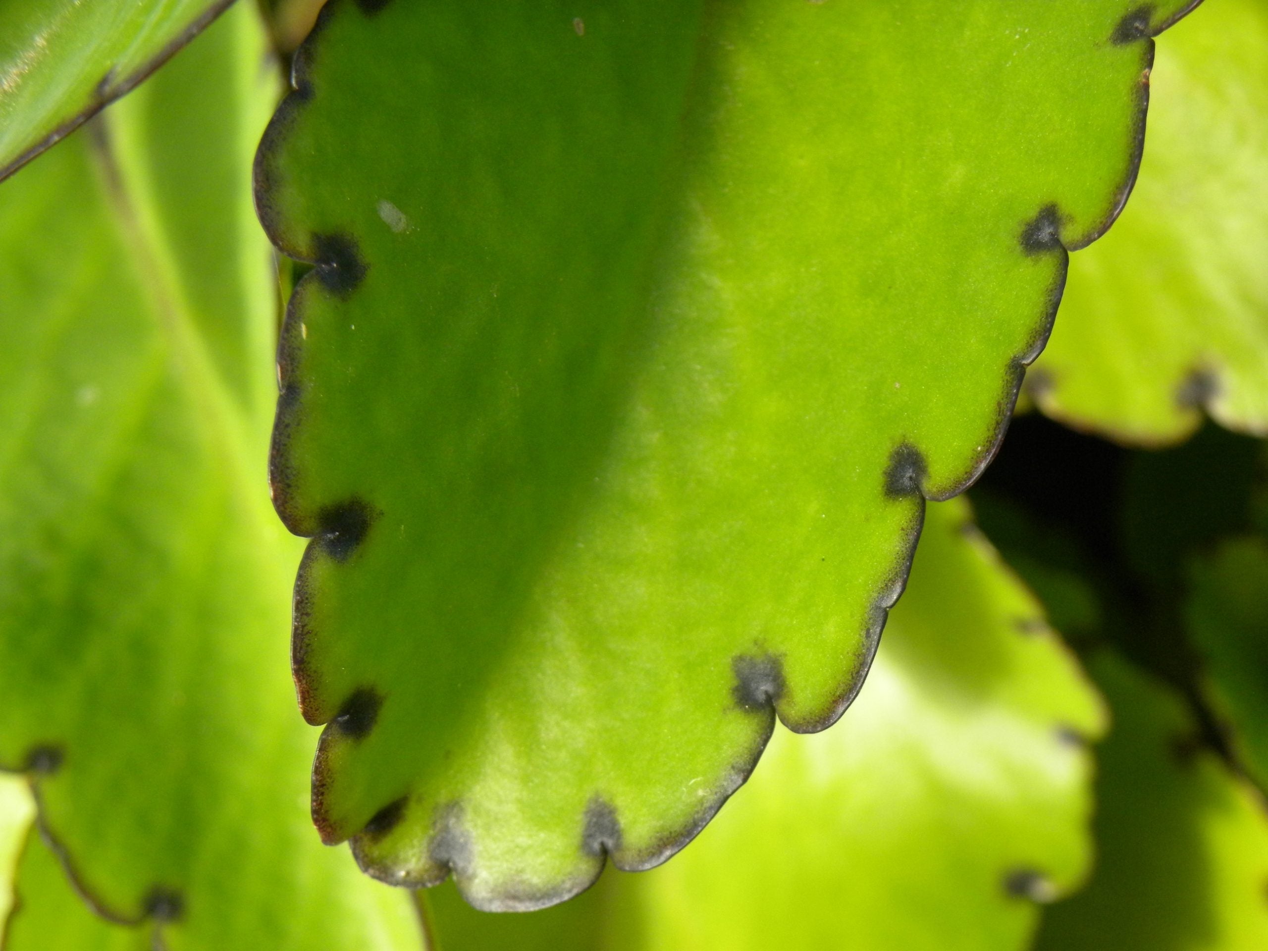 Live Kalanchoe pinnata Plant – 2" Organic Starter Leaf of Life, Miracle Leaf, Wonder of the World for Healing & Indoor Garden
