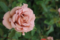 Super Rare Mocha Mousse Rose Cuttings – 3 Unrooted Rosa ‘Mocha Mousse’ Brown-Toned Rose for Grafting and Propagation