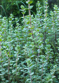 Lebanese Zaatar (Origanum syriacum)