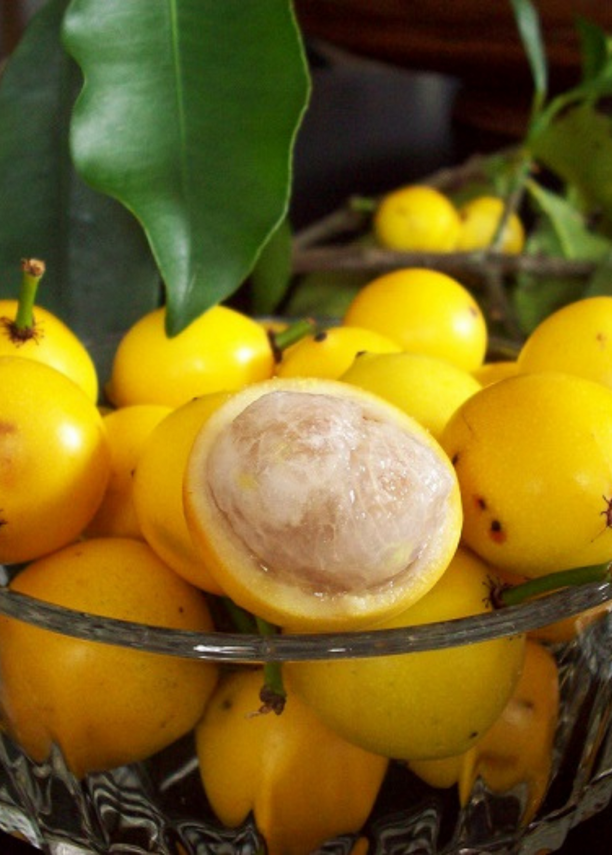Lemon Drop Mangosteen (Garcinia intermedia)
