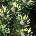 Leucadendron pubescens Seeds – Rare South African Conebush Evergreen Shrub (5 Seeds)