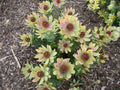 Leucadendron tinctum Seeds – Conebush South African Protea Shrub Evergreen Ornamental Drought Tolerant 5 Seeds