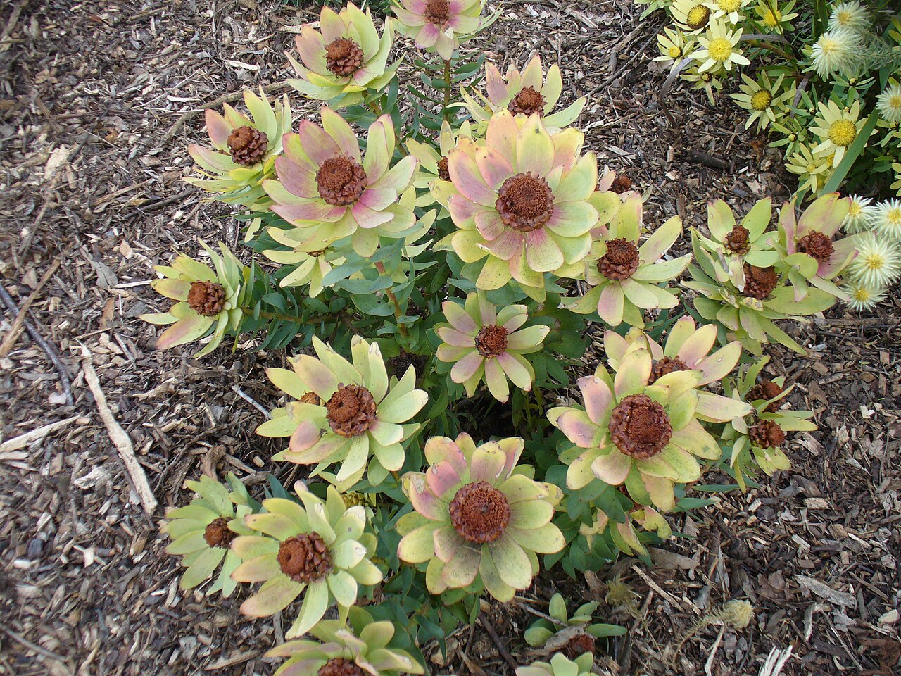 Leucadendron tinctum Seeds – Conebush South African Protea Shrub Evergreen Ornamental Drought Tolerant 5 Seeds