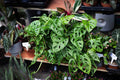 Monstera Deliciosa Rooted Cutting – Live Indoor Houseplant with Established Roots, Swiss Cheese Plant, Tropical, Easy Care