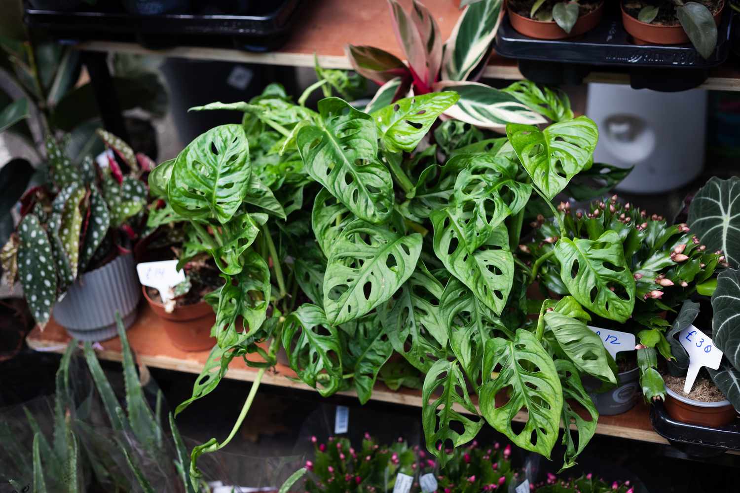 Monstera Deliciosa Rooted Cutting – Live Indoor Houseplant with Established Roots, Swiss Cheese Plant, Tropical, Easy Care