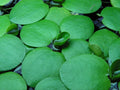 Live Frogbit Limnobium laevigatum - Hardy Floating Aquatic Plant for Ponds & Water Gardens