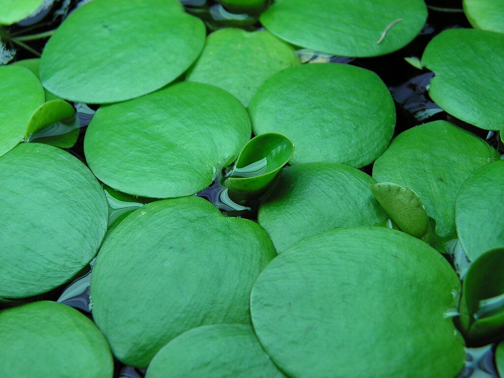 Live Frogbit Limnobium laevigatum - Hardy Floating Aquatic Plant for Ponds & Water Gardens