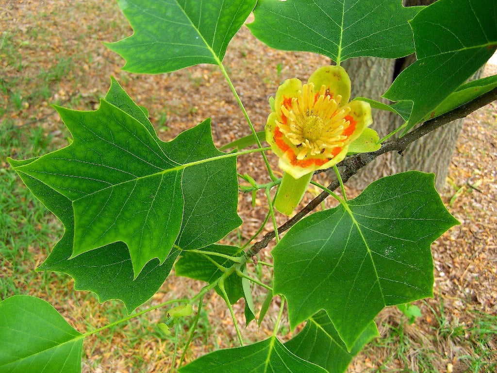 6 Tulip Tree Cuttings Unrooted | Liriodendron tulipifera | Fast-Growing Shade Tree