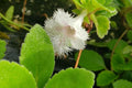 Alsobia dianthiflora Trailing Plant in 1" Pot with White Lacy Blooms Indoor Houseplant