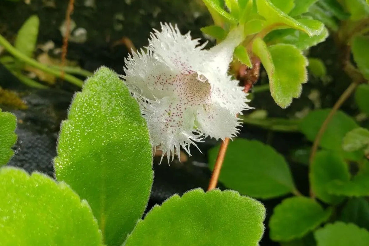Alsobia dianthiflora Trailing Plant in 1" Pot with White Lacy Blooms Indoor Houseplant
