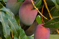 Haden Mango Tree Live Plant - Grafted, 1-2 Feet Tall, Mangifera indica, Tropical Fruit Tree in 3-Gallon Pot
