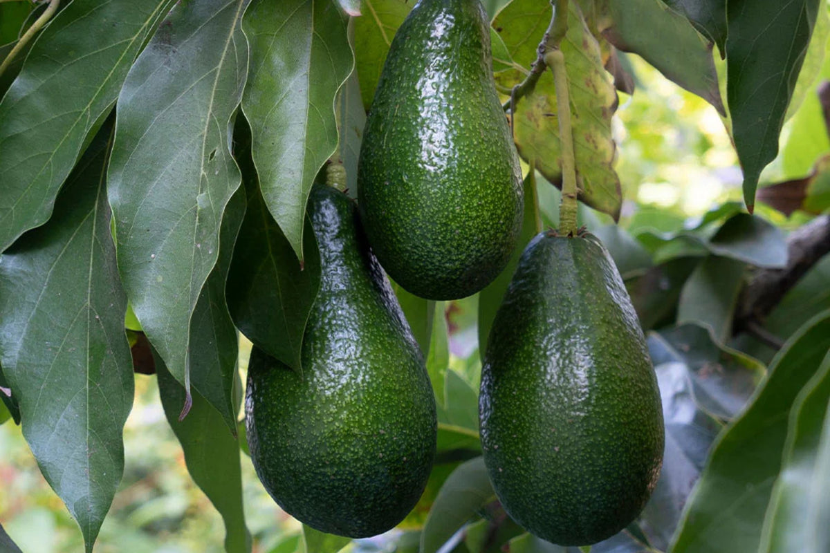 Grafted Doni Avocado Tree - 2 Feet Tall in 6" Pot - Persea americana - Florida's Premium Avocado Variety
