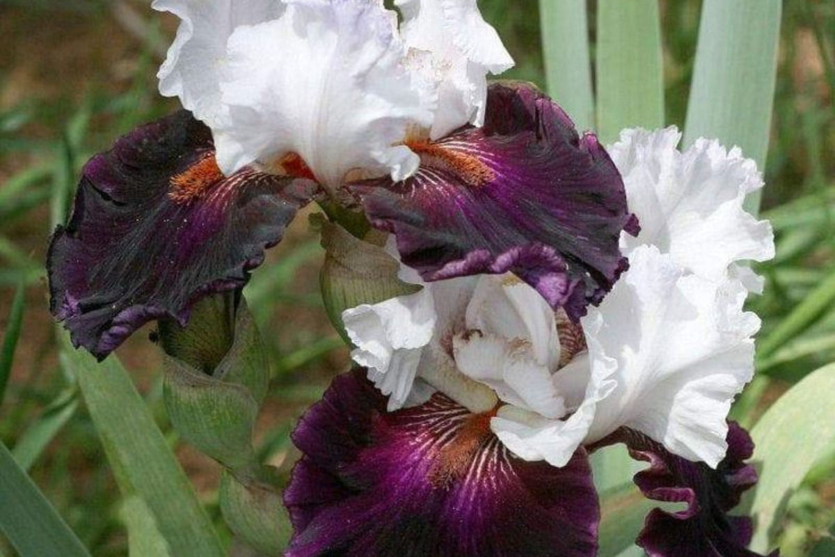 Bearded Iris Mixed Plants - 3 Bareroot Rhizomes - Colorful Iris germanica Perennials for Garden or Landscape