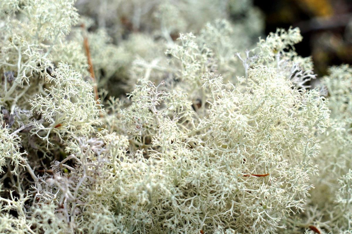 Lichen Bulk Box - Natural Dried Reindeer Moss & Cladonia spp. for Crafts, Decor, Terrariums