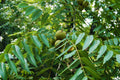 Black Walnut Tree Bareroot 30-40" Juglans nigra Native Eastern US for Landscaping and Shade