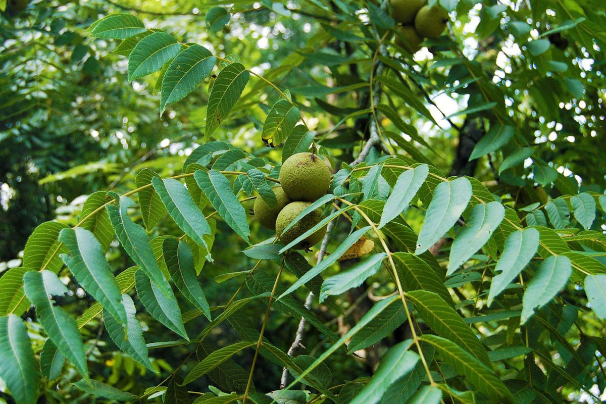 Black Walnut Tree Bareroot 30-40" Juglans nigra Native Eastern US for Landscaping and Shade
